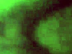 Beautiful amateur sucks cock and shows everything on xvideos