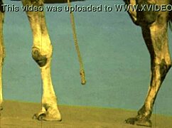 Dark Lantern Entertainment presents a retro tale of hairy beauties bent over in vintage doggystyle scenes