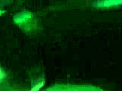 intensely stroking massive cock in madrid, reaching explosive climax