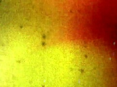 Bob's Tgirls Dulce shows off her crossdressing and masturbation skills! 😍