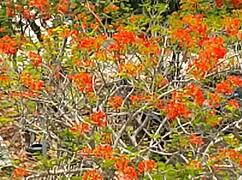 red lingerie masturbation show butt plug teases