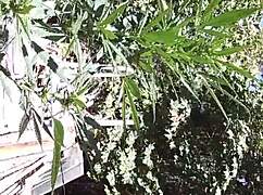 Hot Suck and Fuck in 420 Patch