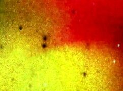 Tgirls Xxx Little 18+ Trap Returns In Lingerie!