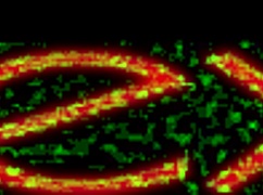 Tgirls Xxx Ding Dong Ring the Balls