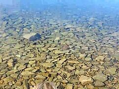 Public Beach Fuck in Paradise, Bent Over Doggystyle?