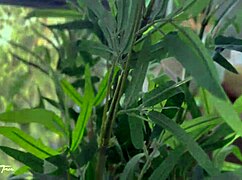 I Intensely Fuck My Friend's Coquette Girlfriend In Doggystyle Until Orgasm