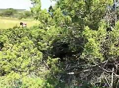 Watch Sasha and Daniella lick each other's pussies outdoors?