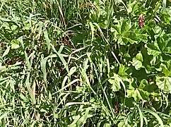 Gretala Squirts in Meadow Cave After Intense Orgasm