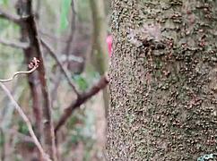 roludos transando gostoso em cena de sexo gay com tesão machos bem roludos fodendo bem gostoso no meio dos matos