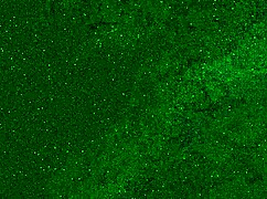 Teasing Wet Pussy Striptease With Clothes Ripped