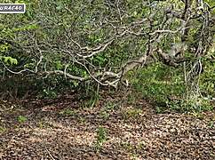 i use my brunette slut outdoors for interracial anal in nature