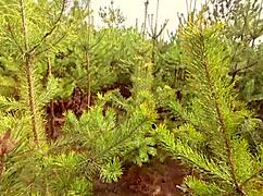 Does Stepsister Want Fuck Parents Busy