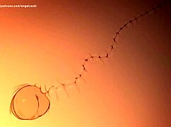 Naruto和Sakura狂野Hentai动作