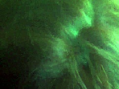 Shemale Gives Intense Blowjob And Swallows Cum Like A Pro!