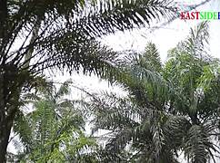 Holiday Groups Sex In The Forest