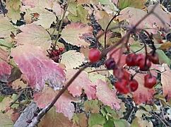 Autumn romantic sex in a hut with lesbian illusion girls.