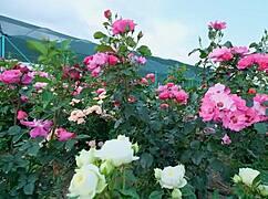 My College Friend and I Shared a Moment