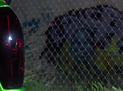 carmen luvana goes full slut outdoors taking cock in every position 😈🍆🌳